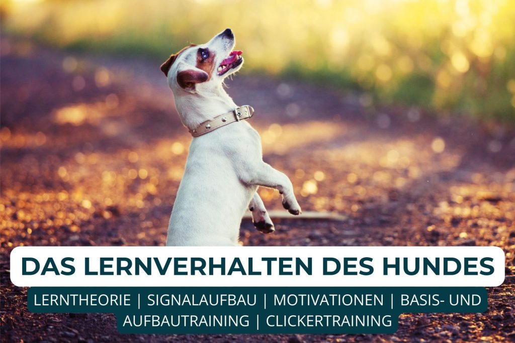 Hundetrainer werden, Ausbildung Hundetrainer, Online Ausbildung Hundeschule, Online Hundetrainer Ausbildung