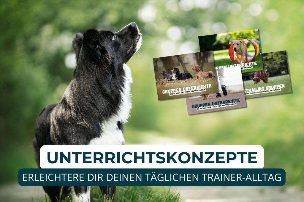 Hundetrainer werden, Ausbildung Hundetrainer, Online Ausbildung Hundeschule