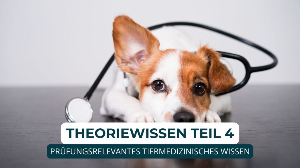 Hundetrainer werden, Hundetrainer Ausbildung, Ausbildung zum Hundetrainer, Prüfung Hundetrainer §11 TierSchg