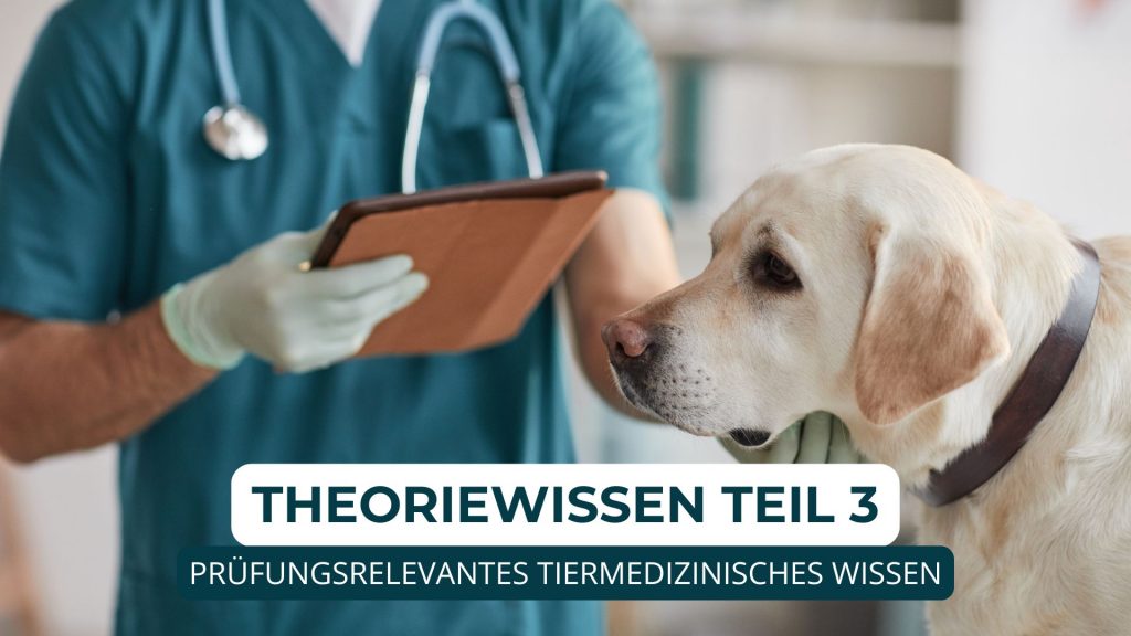 Hundetrainer werden, Hundetrainer Ausbildung, Ausbildung zum Hundetrainer, Prüfung Hundetrainer §11 TierSchg