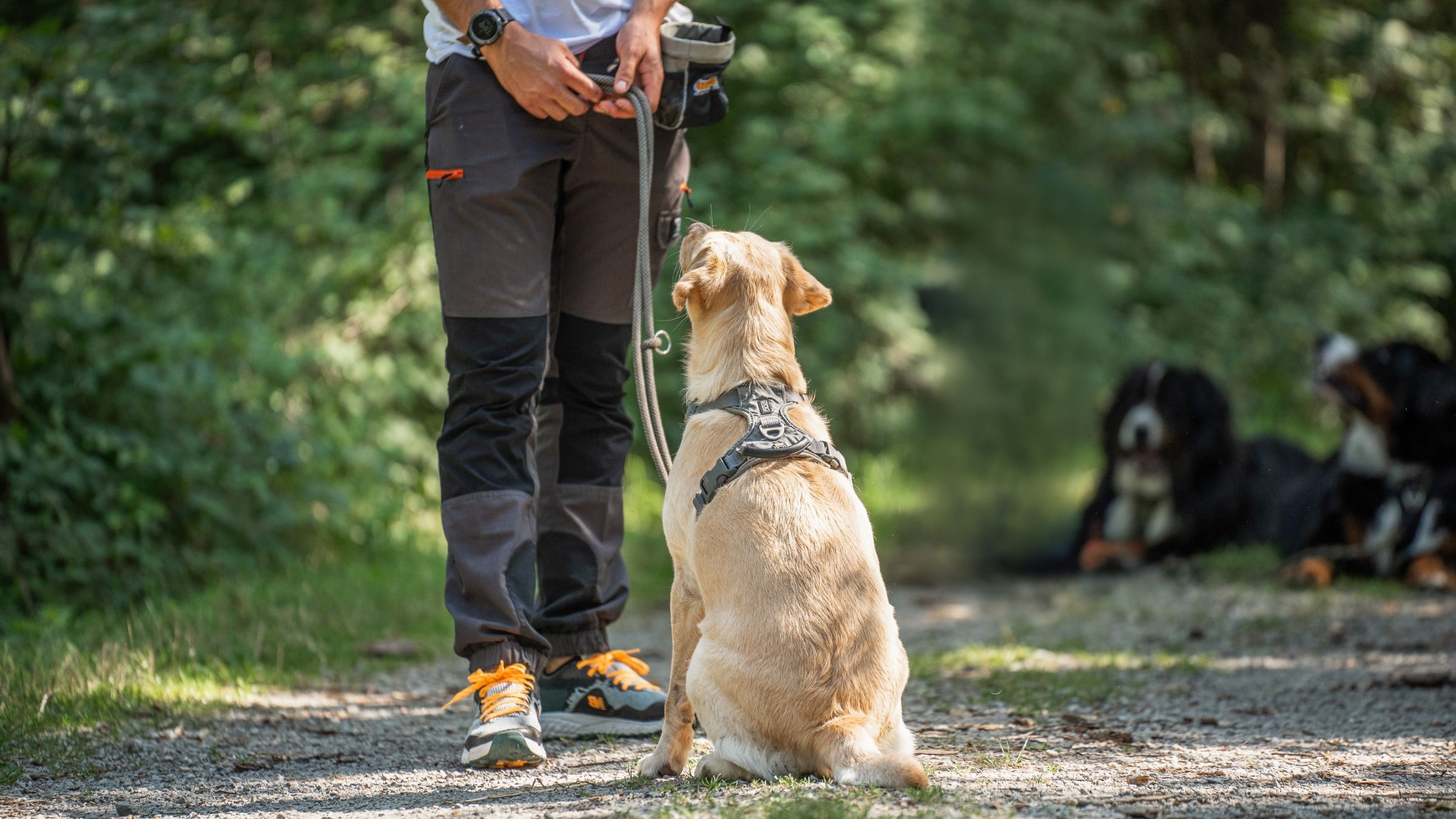 Hundetrainer werden, Hundetrainer Ausbildung, Ausbildung zum Hundetrainer, Prüfung Hundetrainer §11 TierSchg