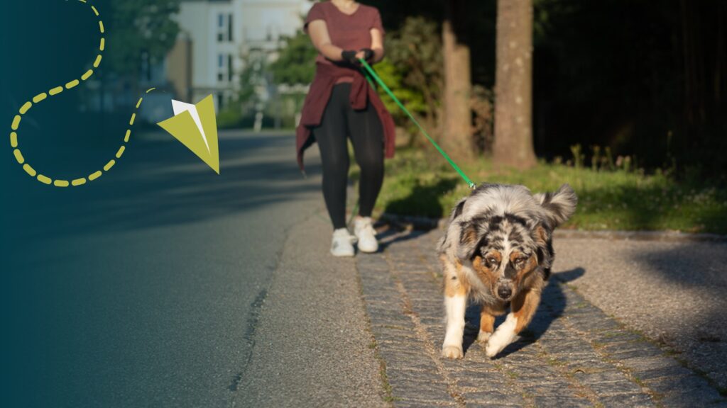 Hundetrainer werden, Hundetrainer Ausbildung, Ausbildung zum Hundetrainer, Prüfung Hundetrainer §11 TierSchg, Mantrailing Trainer