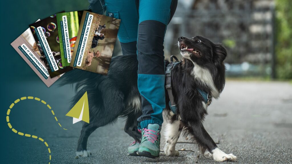 Hundeschule Übungen, Übungskonzepte, Hundetrainer werden