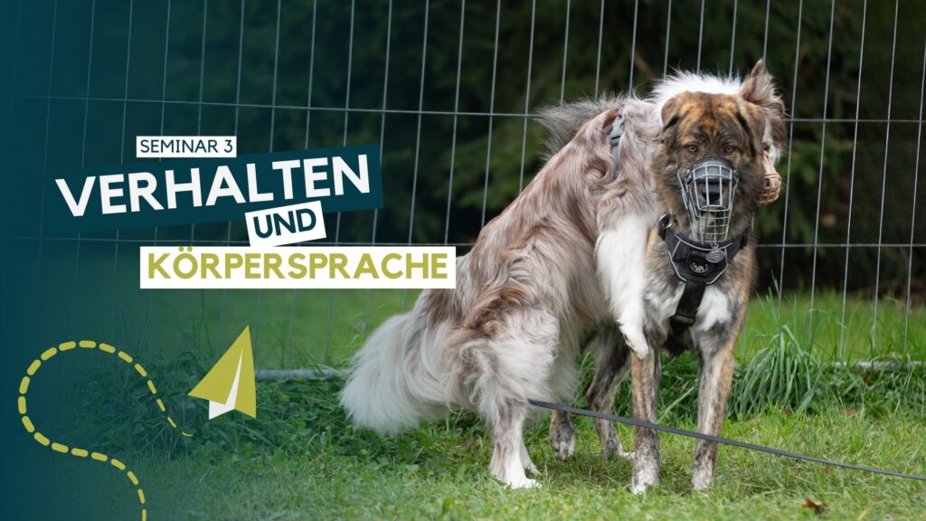 Hundetrainer werden, Hundetrainer Ausbildung, Ausbildung zum Hundetrainer, Prüfung Hundetrainer §11 TierSchg