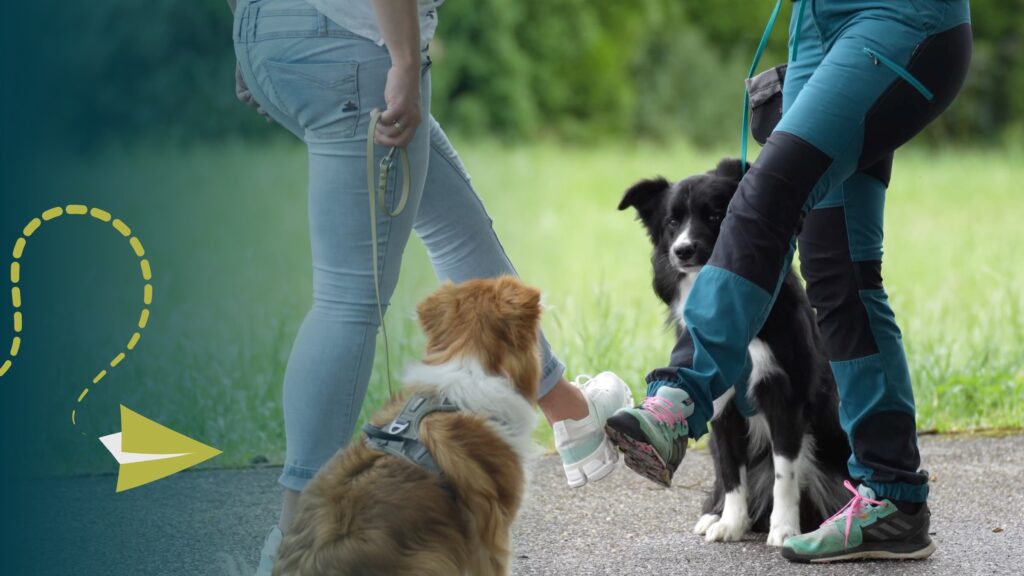 Hundeschule Übungen, Übungskonzepte, Hundetrainer werden