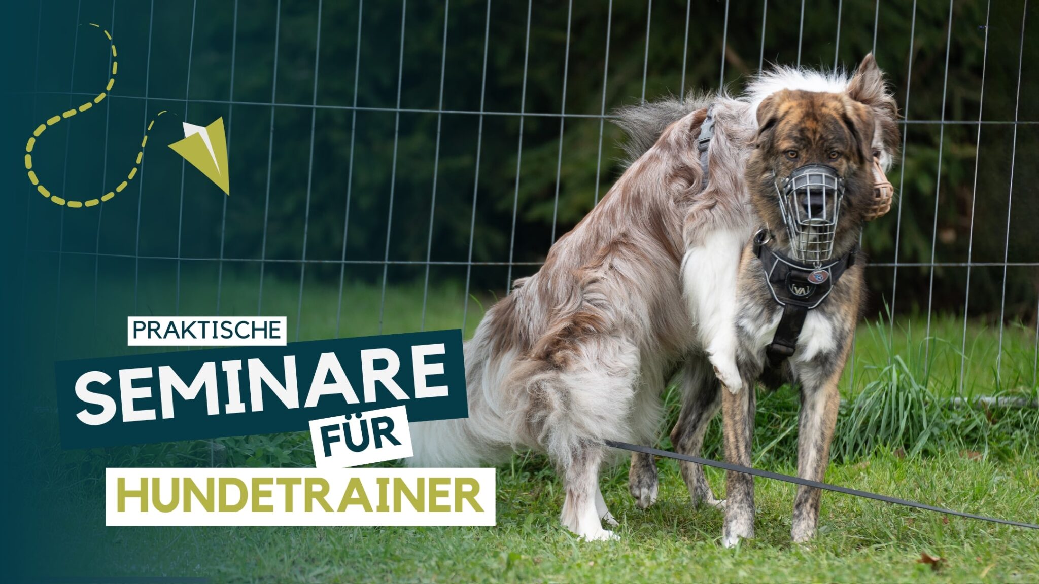 Hundetrainer werden, Hundetrainer Ausbildung, Ausbildung zum Hundetrainer, Prüfung Hundetrainer §11 TierSchg