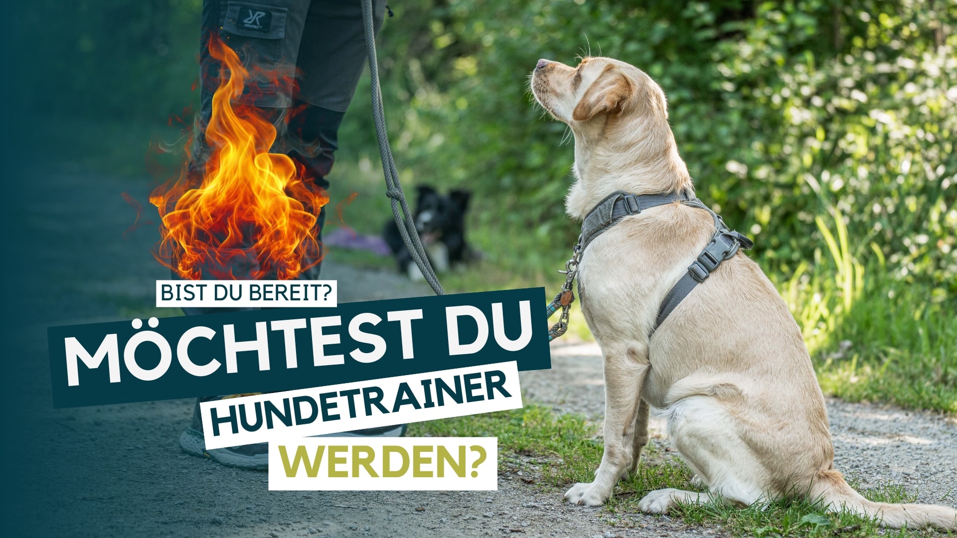 Hundetrainer werden, Hundetrainer Ausbildung, Ausbildung zum Hundetrainer
